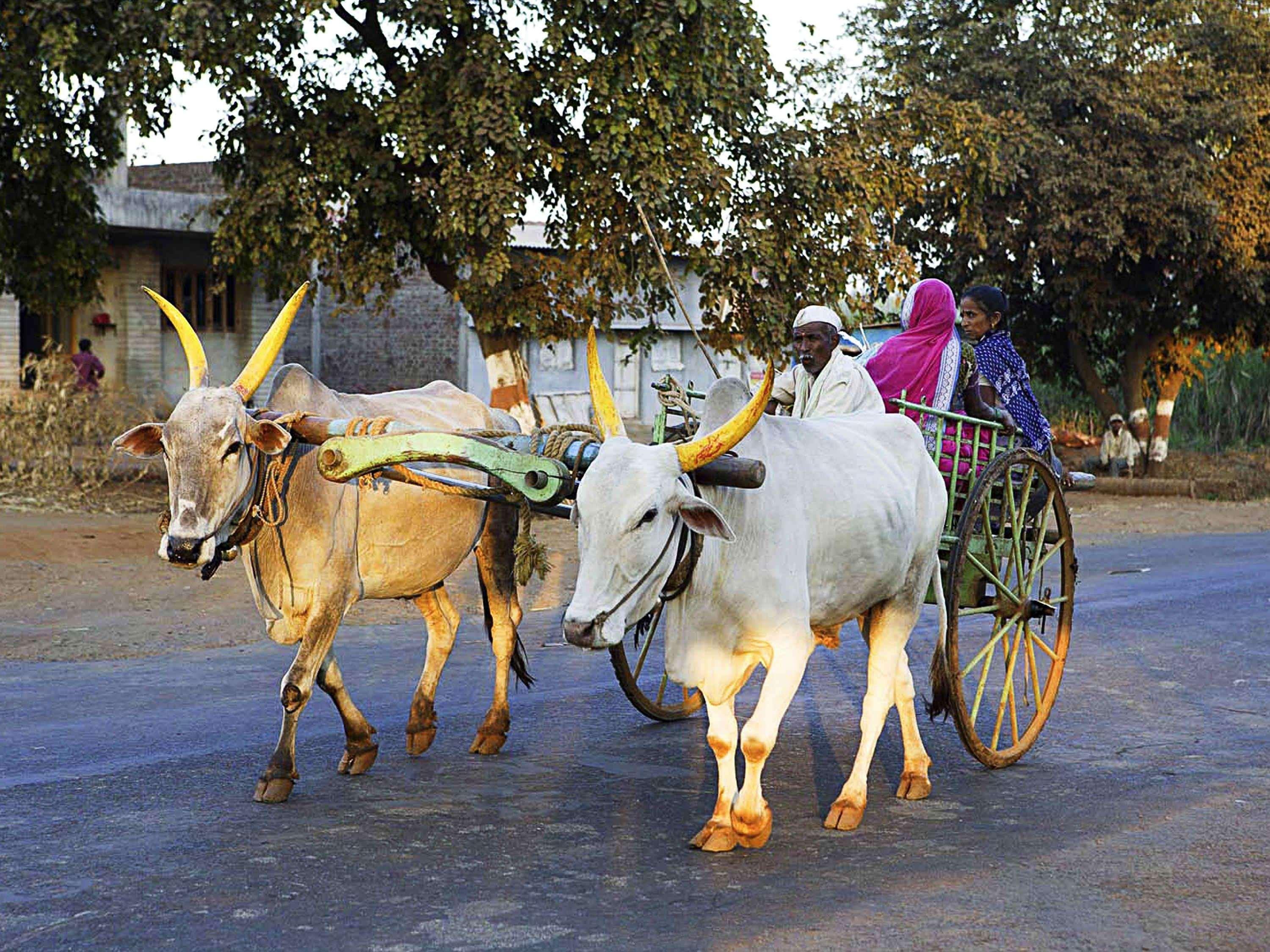 Novotel Chennai Chamiers Road Exterior photo Oxen pulling a cart in India